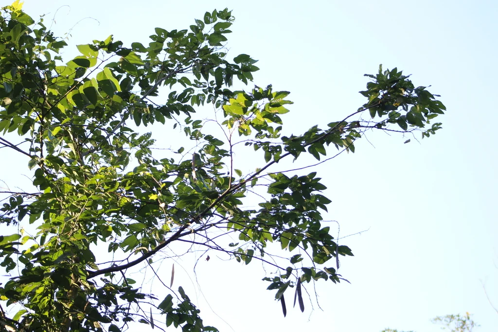 Bauhinia forficata