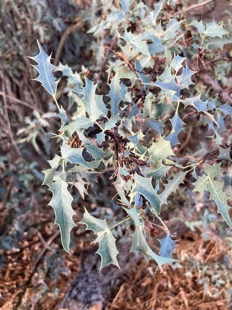 Berberis Haematocarpa