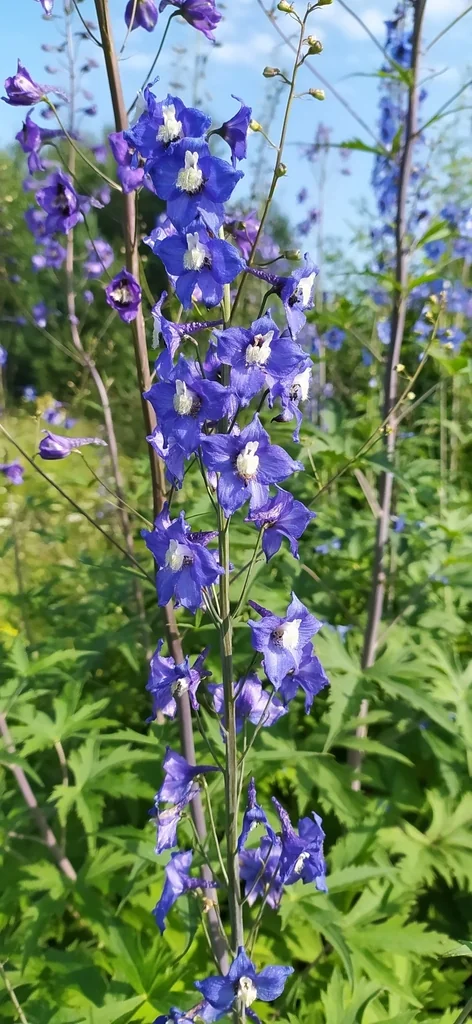 Delphinium elatum