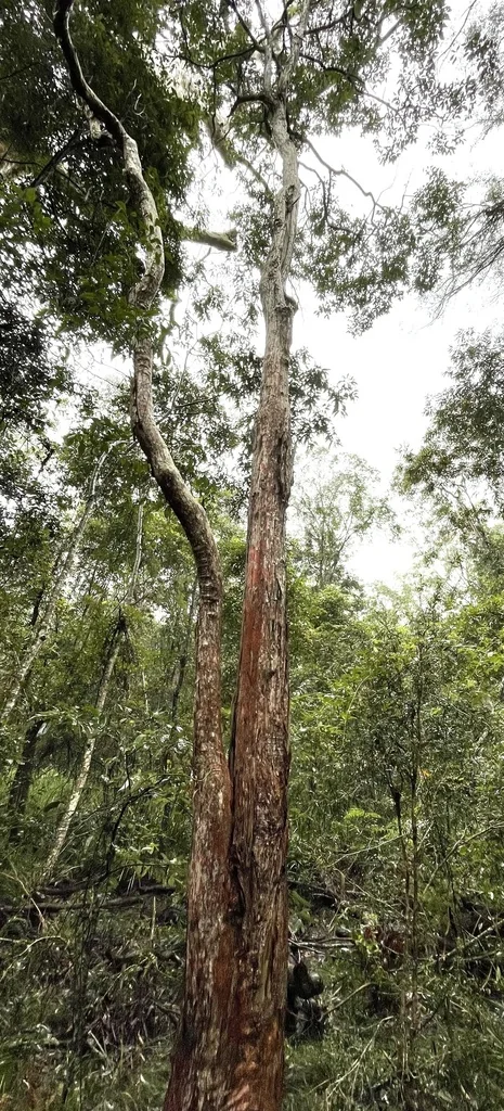 Eucalyptus Microcorys