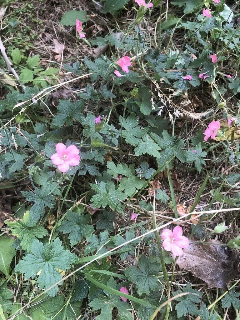 Geranium Endressii