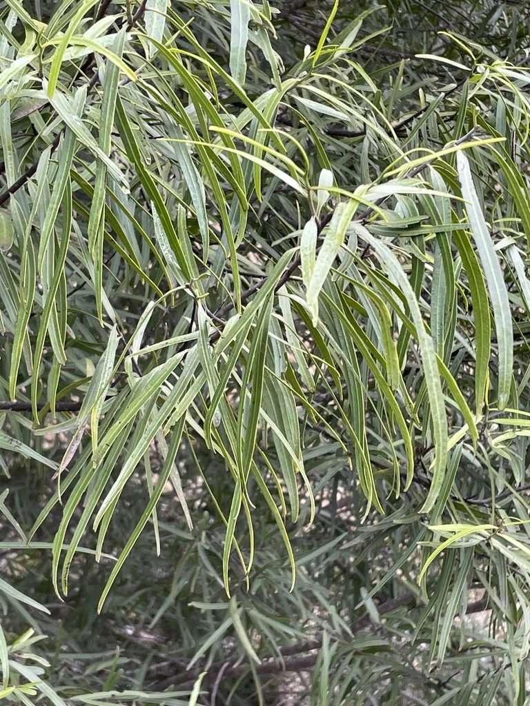 Geijera parviflora