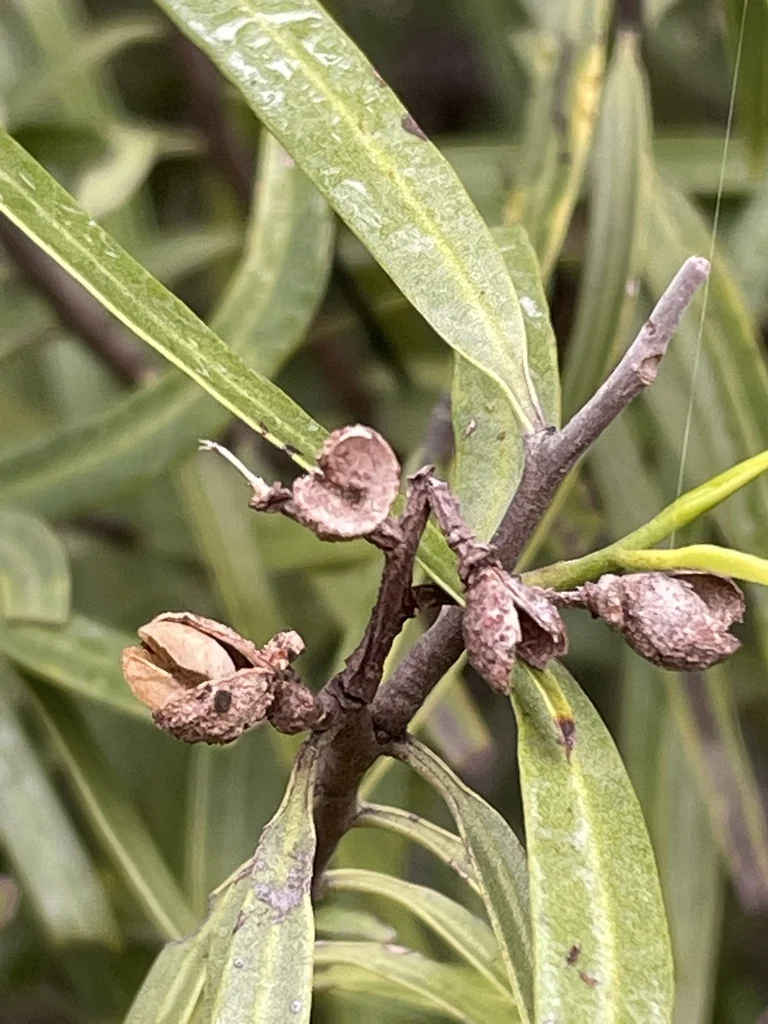 Geijera parviflora