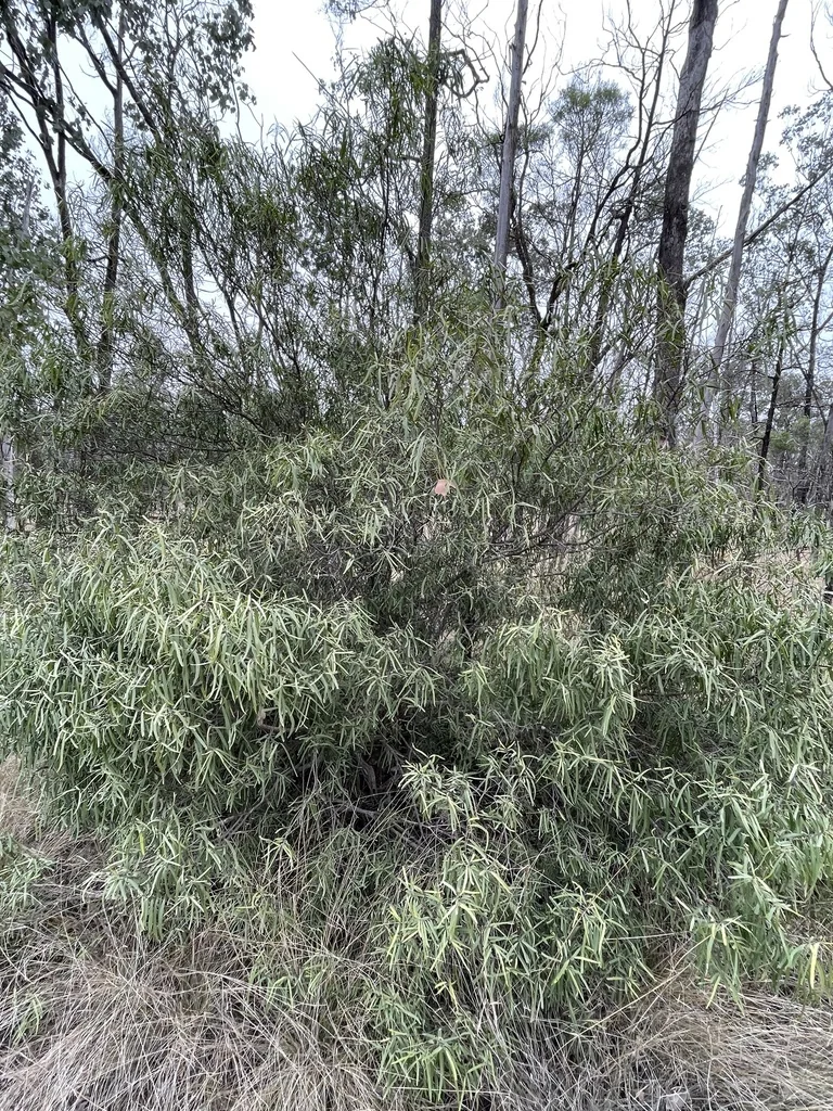 Geijera parviflora