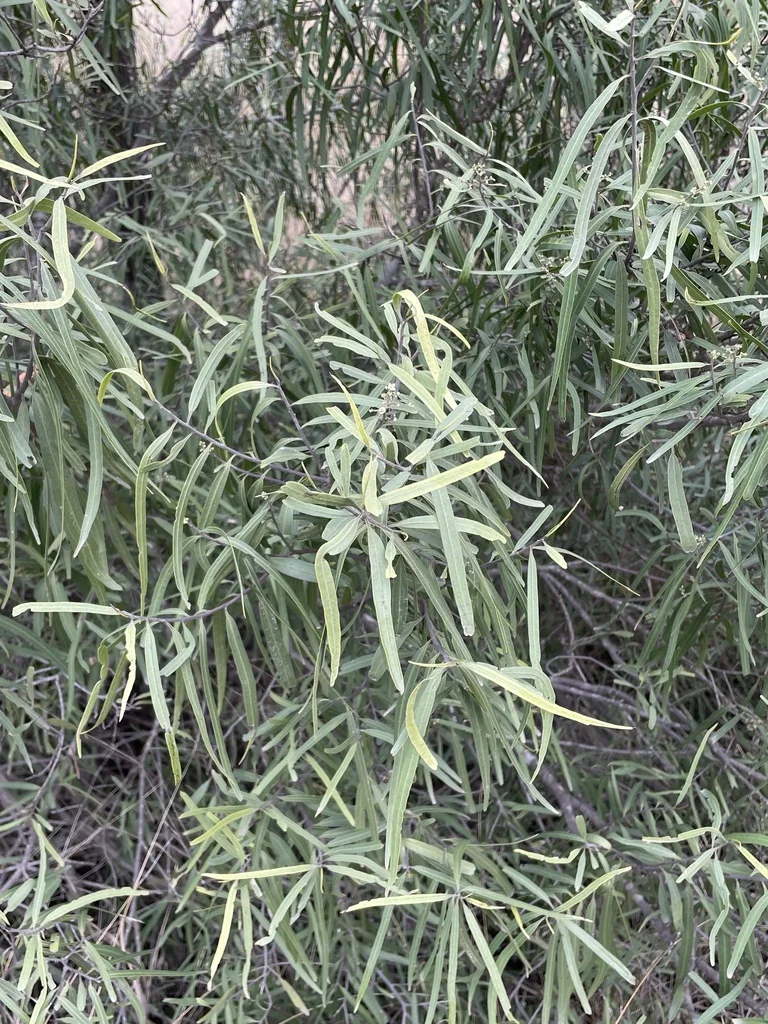Geijera parviflora