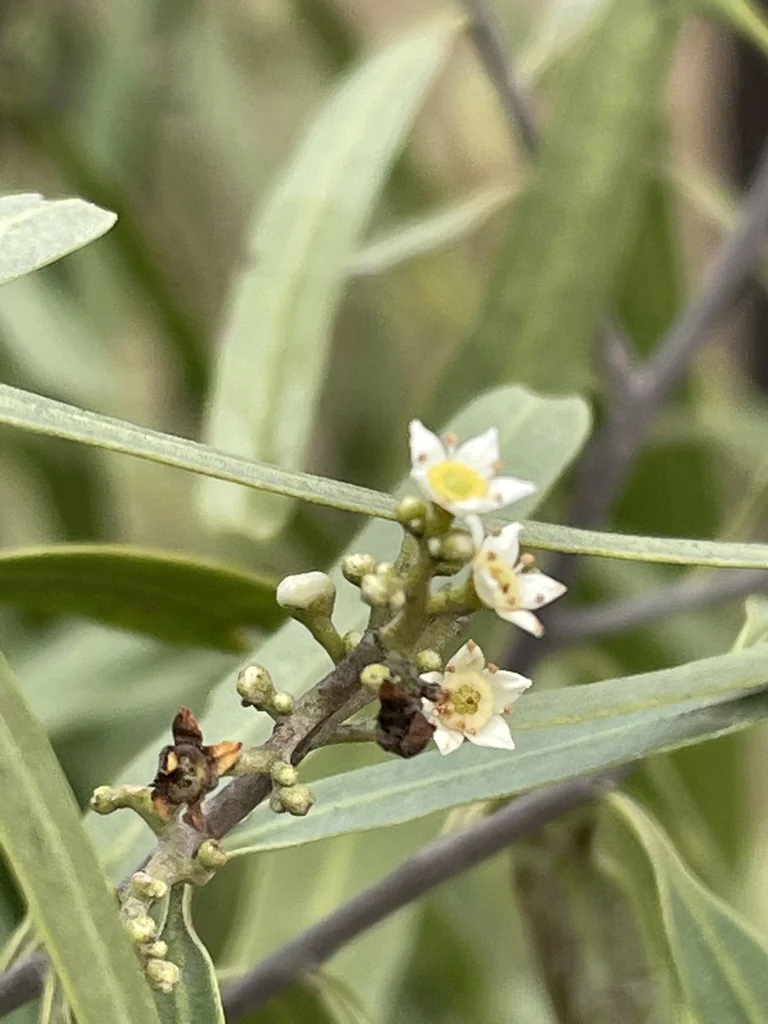 Geijera parviflora