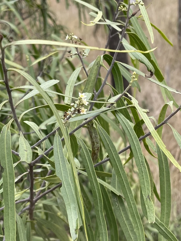 Geijera parviflora
