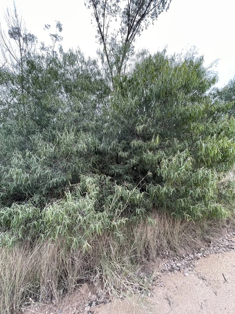 Geijera parviflora