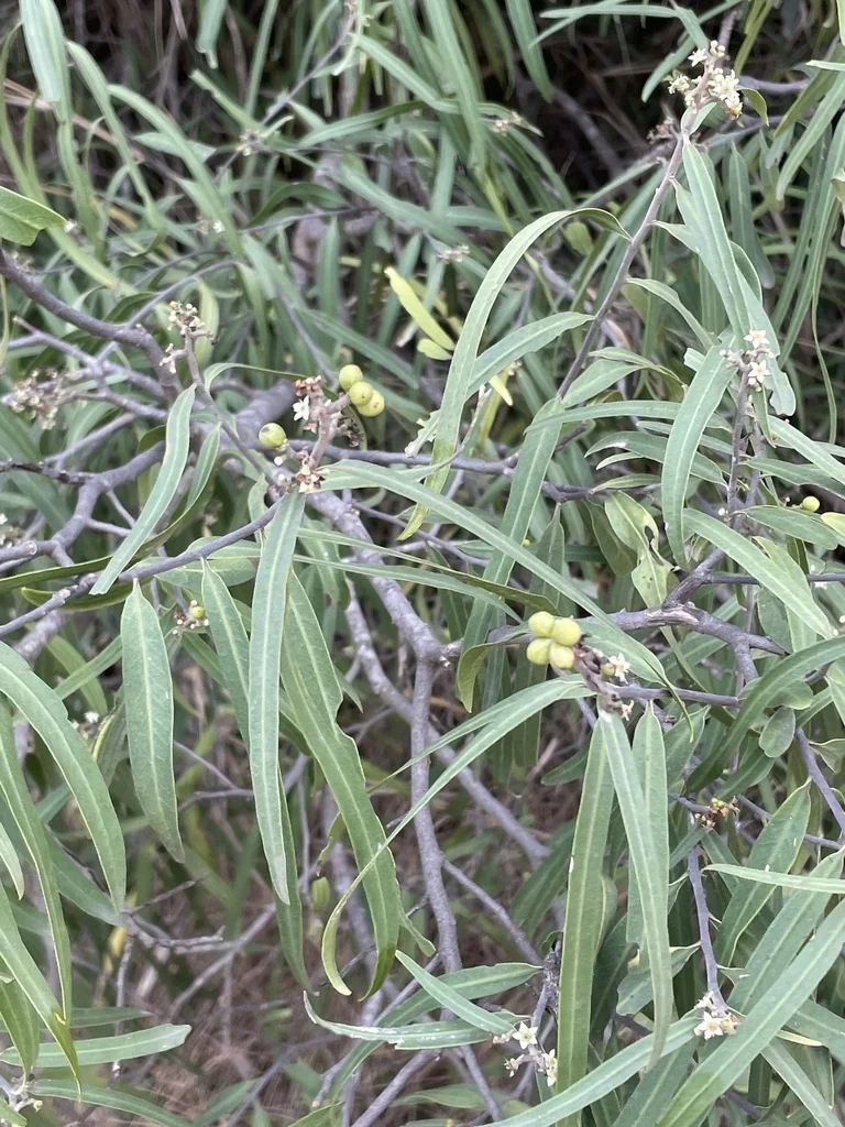 Geijera parviflora