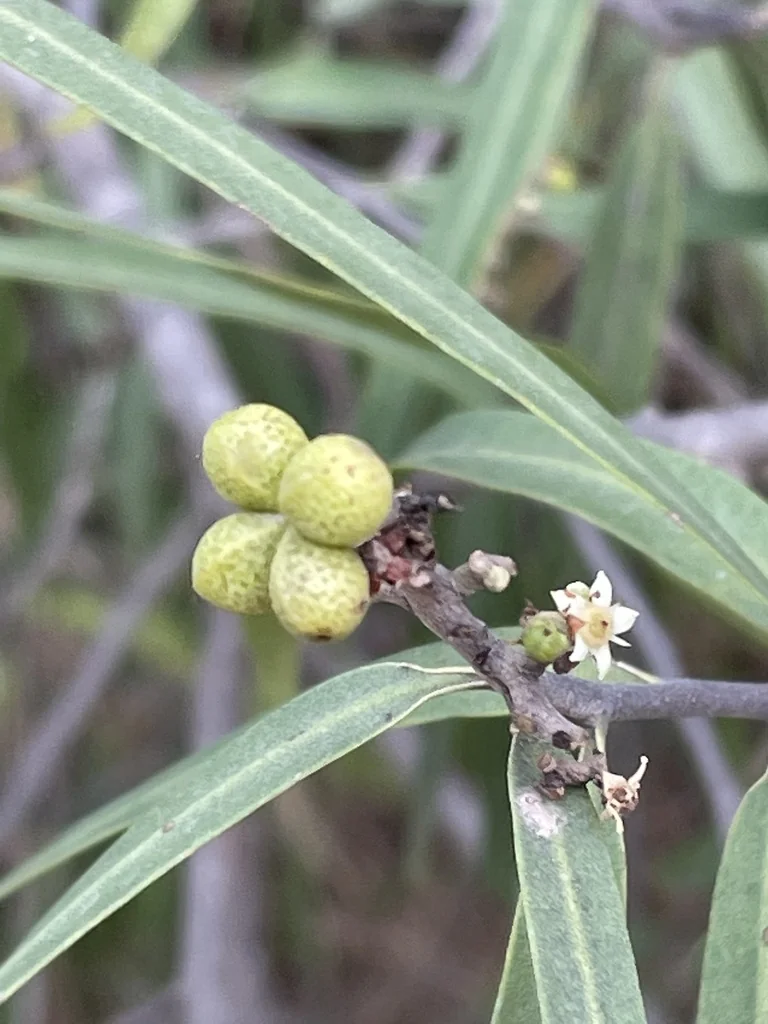 Geijera parviflora