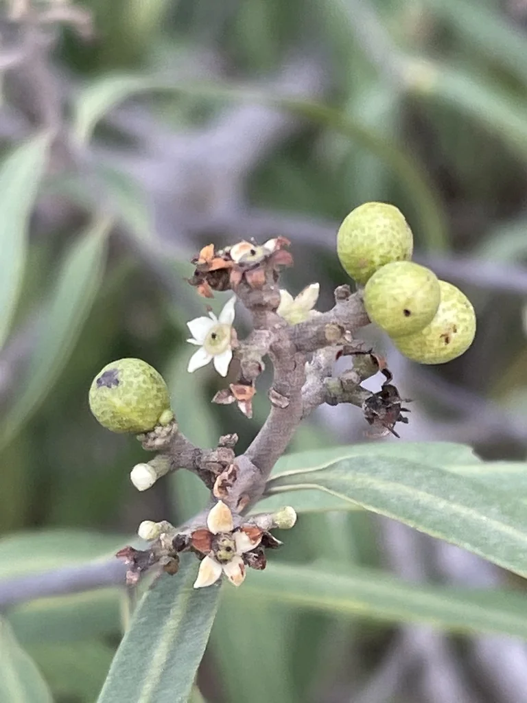 Geijera parviflora