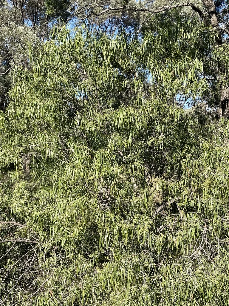 Geijera parviflora