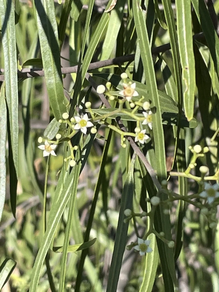 Geijera parviflora
