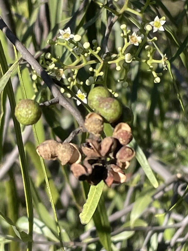 Geijera parviflora