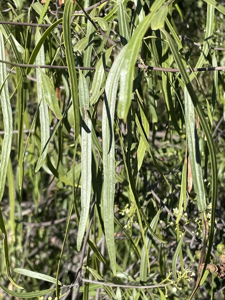 Geijera parviflora
