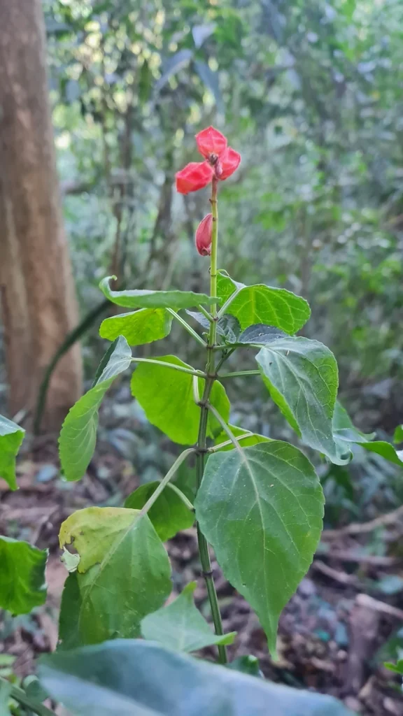 Salvia Splendens