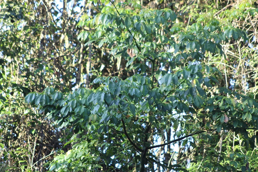 Ceiba Speciosa