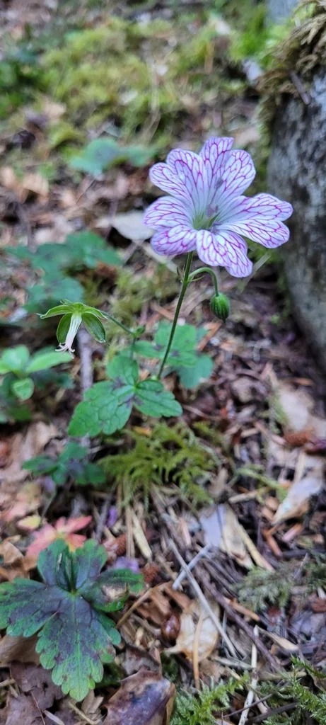 Geranium Versicolor