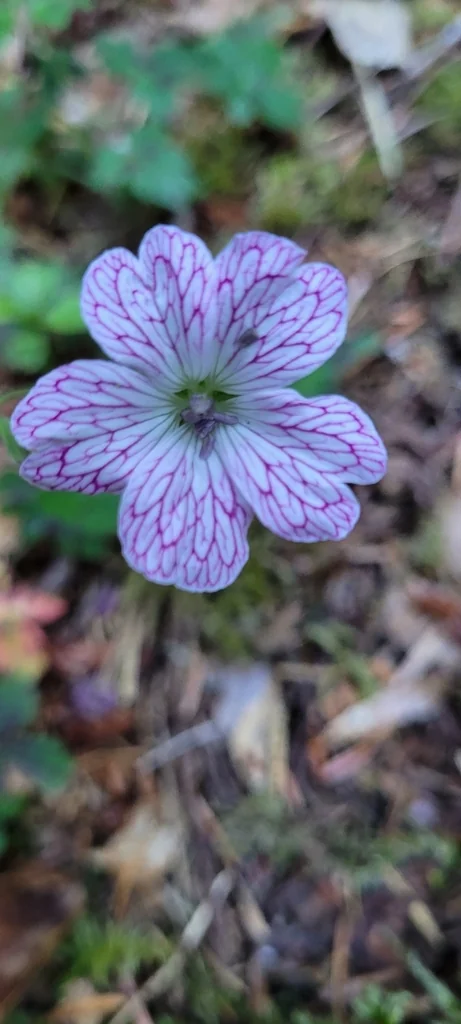 Geranium Versicolor