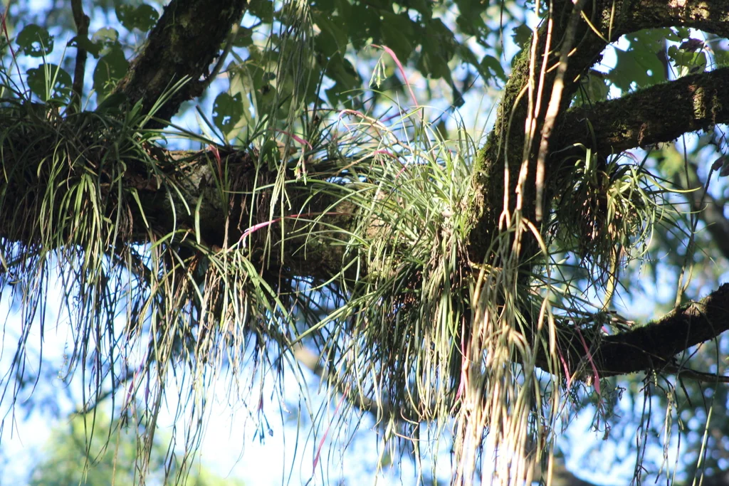 Billbergia Nutans