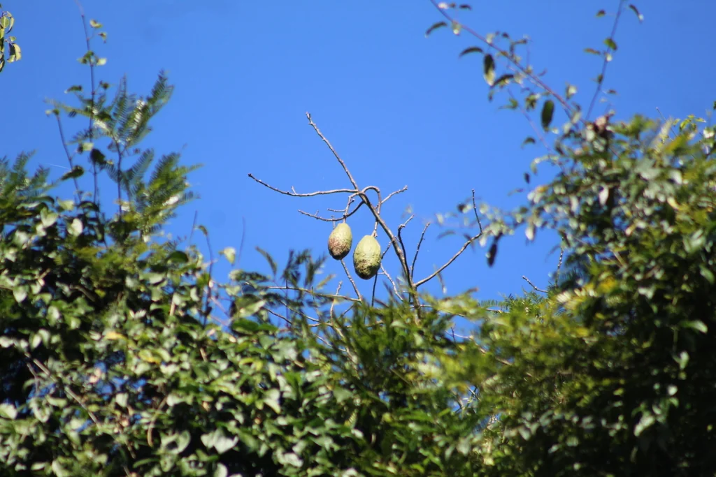 Ceiba Speciosa