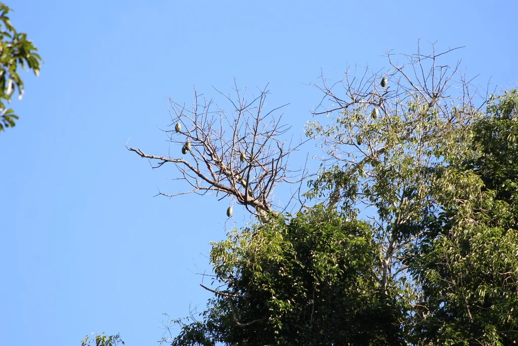 Ceiba Speciosa