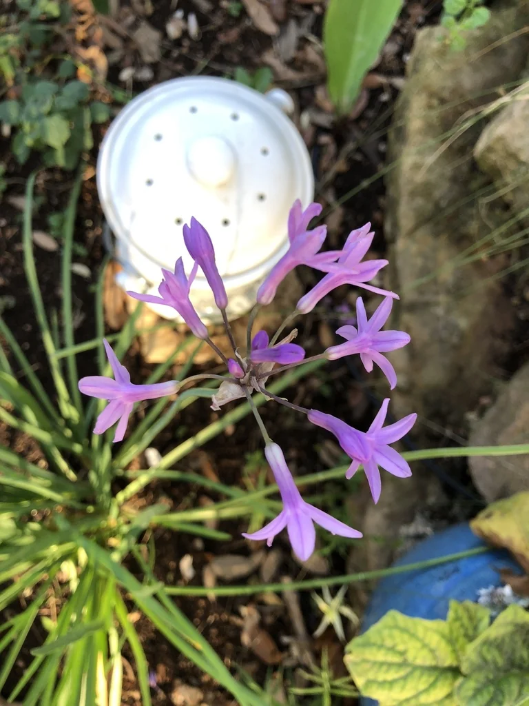Tulbaghia Violacea