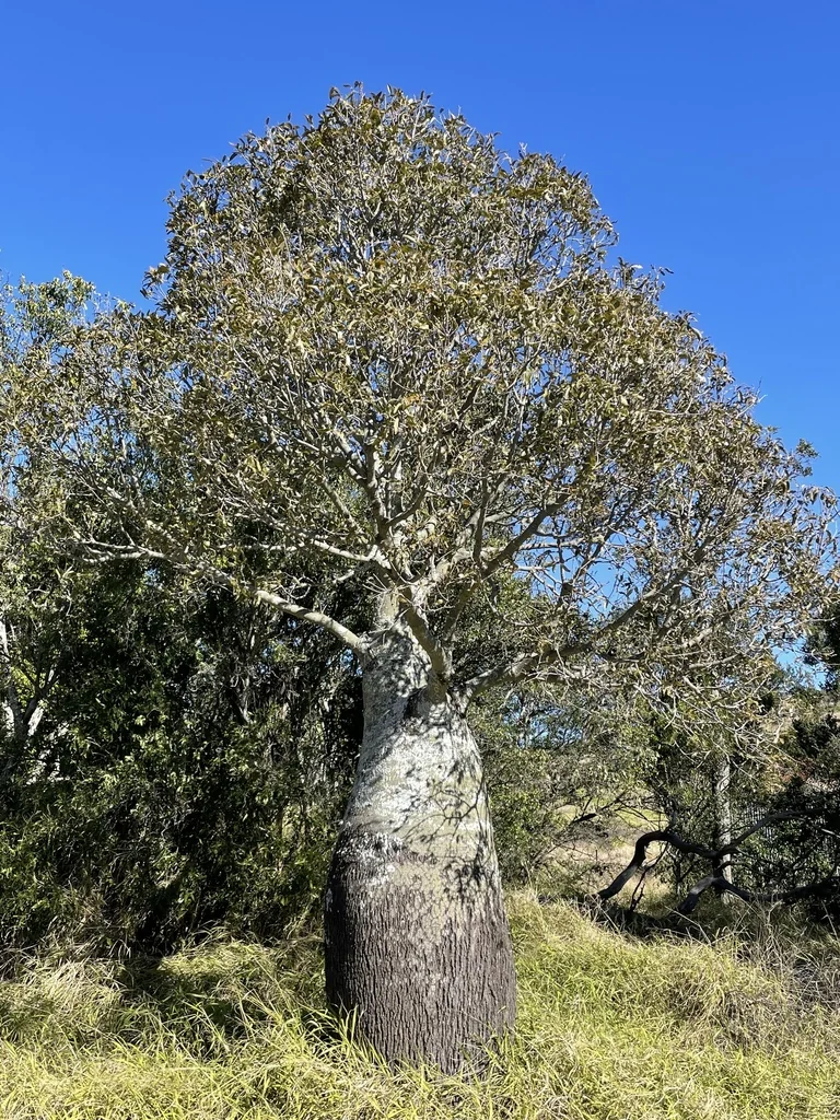Brachychiton Rupestris