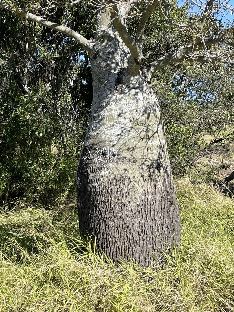 Brachychiton Rupestris
