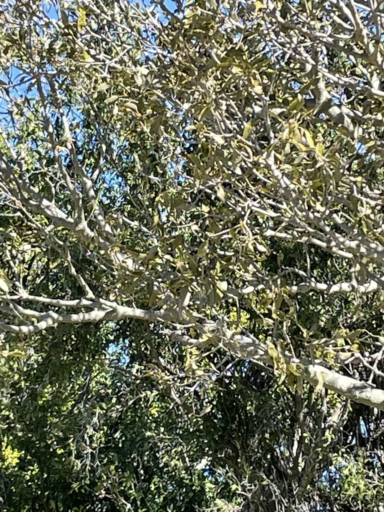 Brachychiton Rupestris