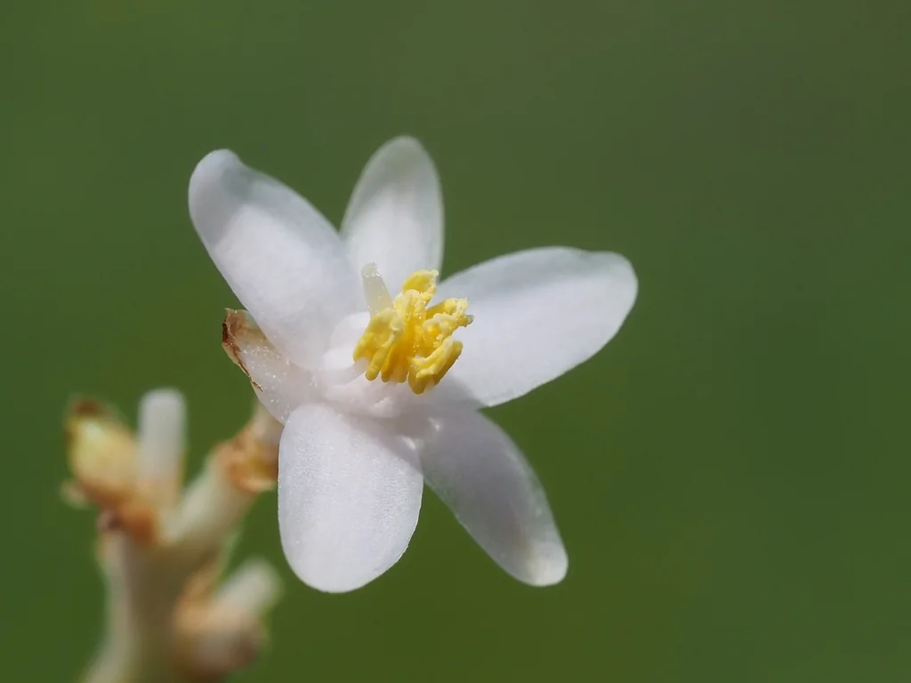 Liriope Spicata