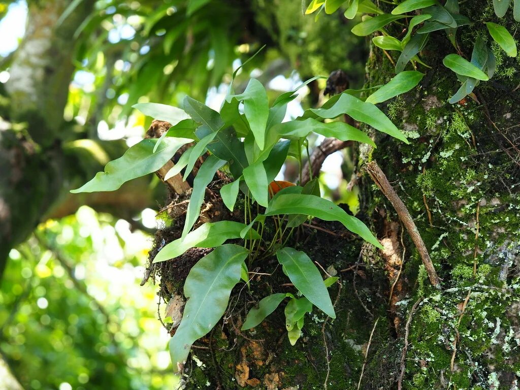 Polypodium Scolopendria
