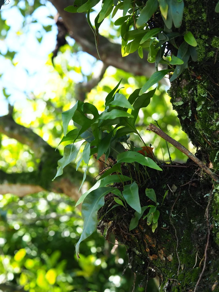 Polypodium Scolopendria