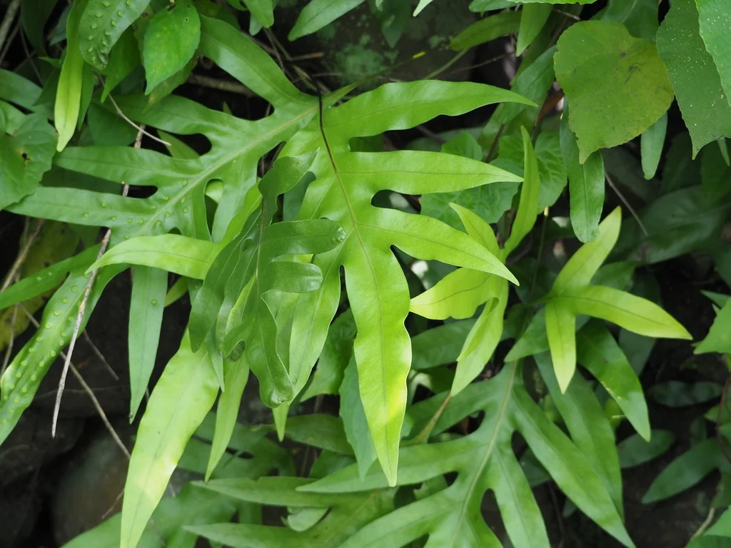 Polypodium Scolopendria