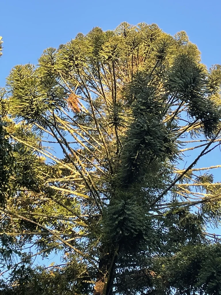 Araucaria Bidwillii