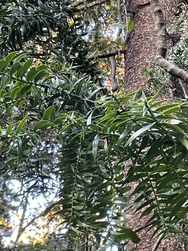 Araucaria Bidwillii