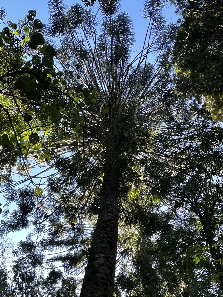 Araucaria Bidwillii