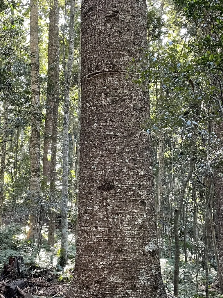 Araucaria Bidwillii
