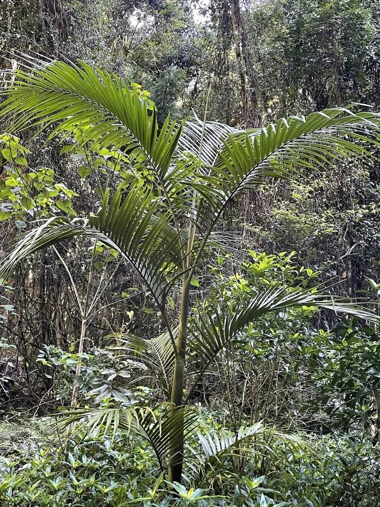 Archontophoenix Cunninghamiana