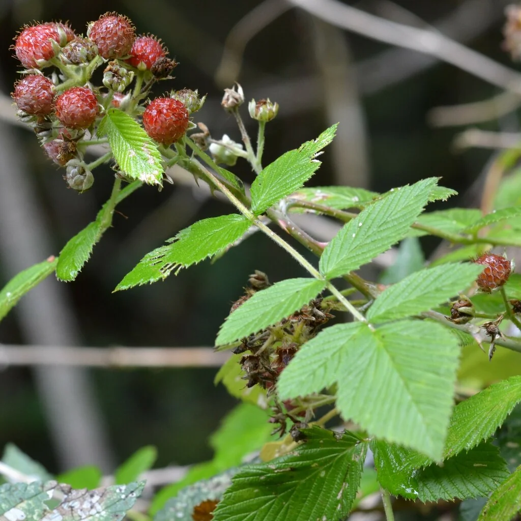 Rubus Niveus