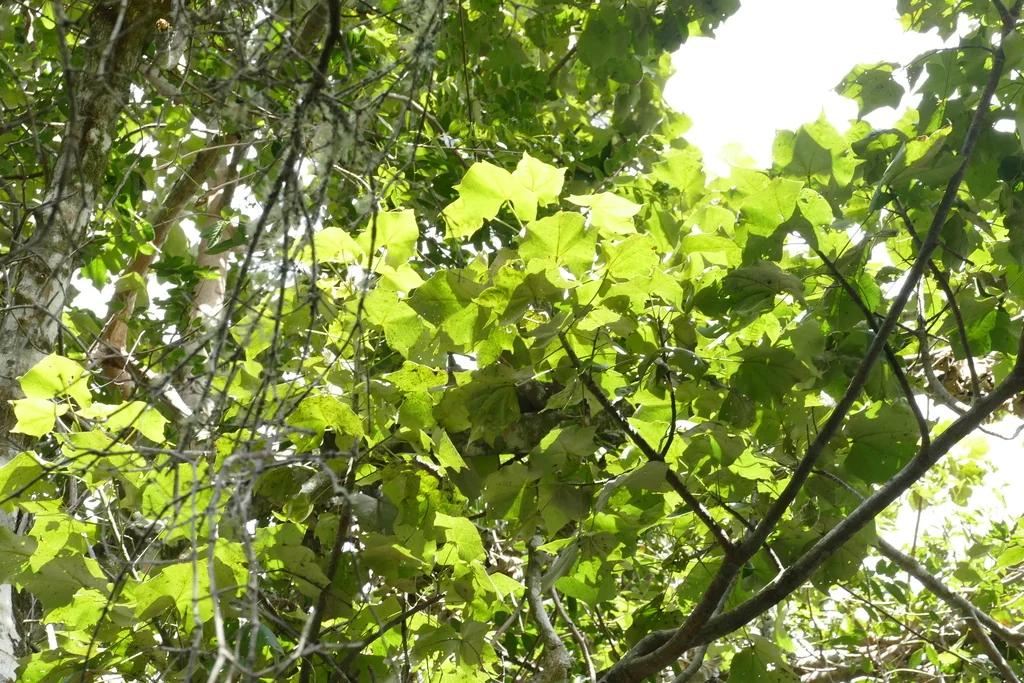 Brachychiton Discolor