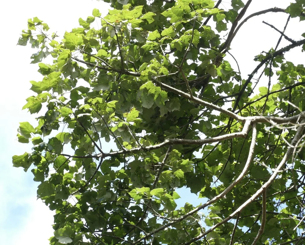 Brachychiton Discolor