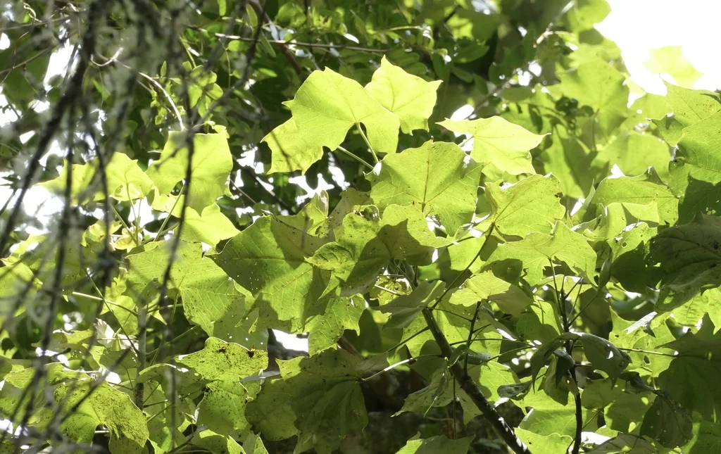 Brachychiton Discolor