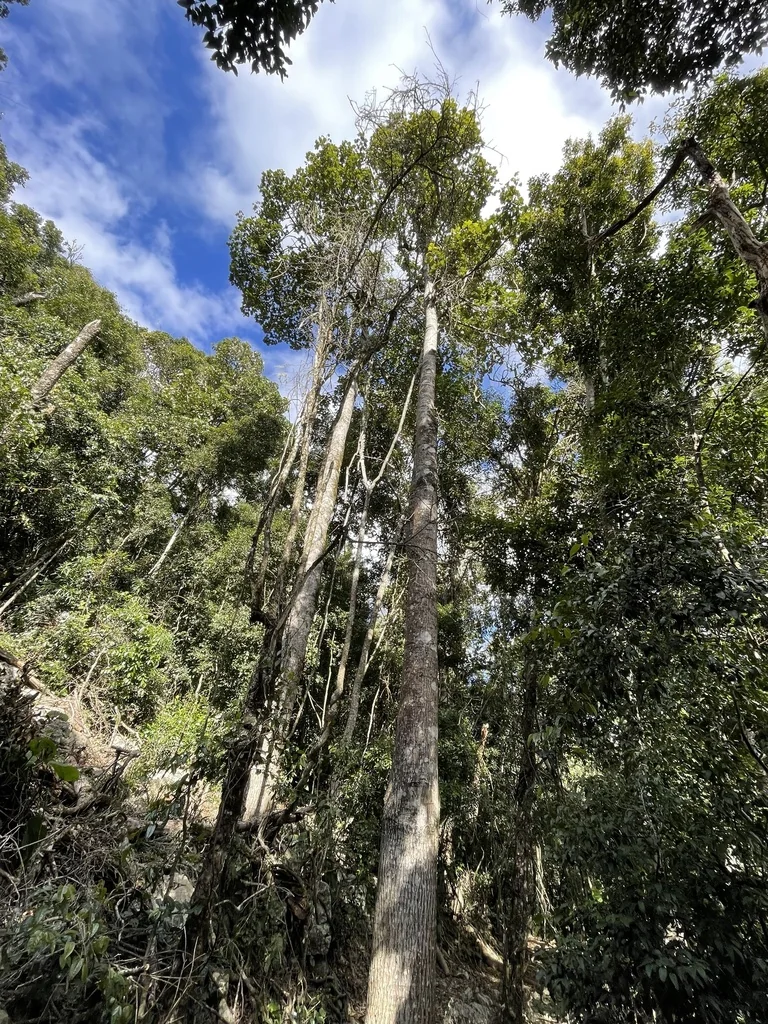 Brachychiton Discolor