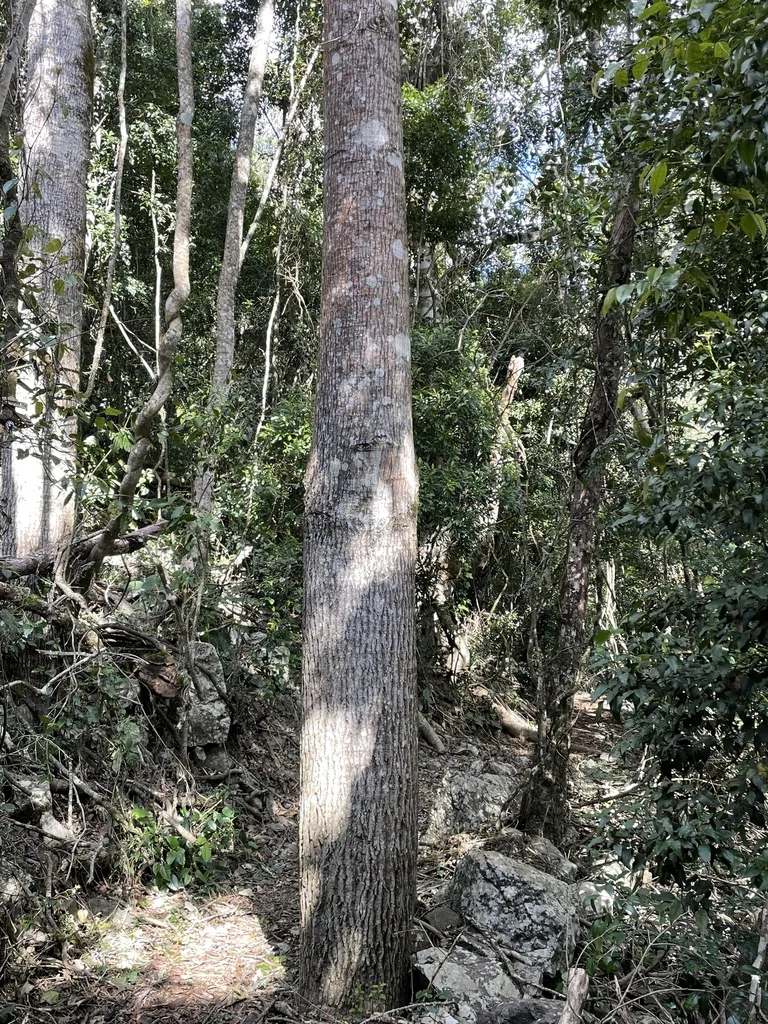 Brachychiton Discolor