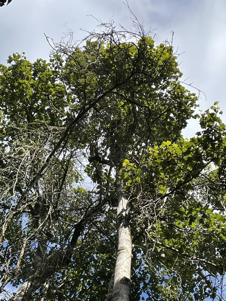 Brachychiton Discolor