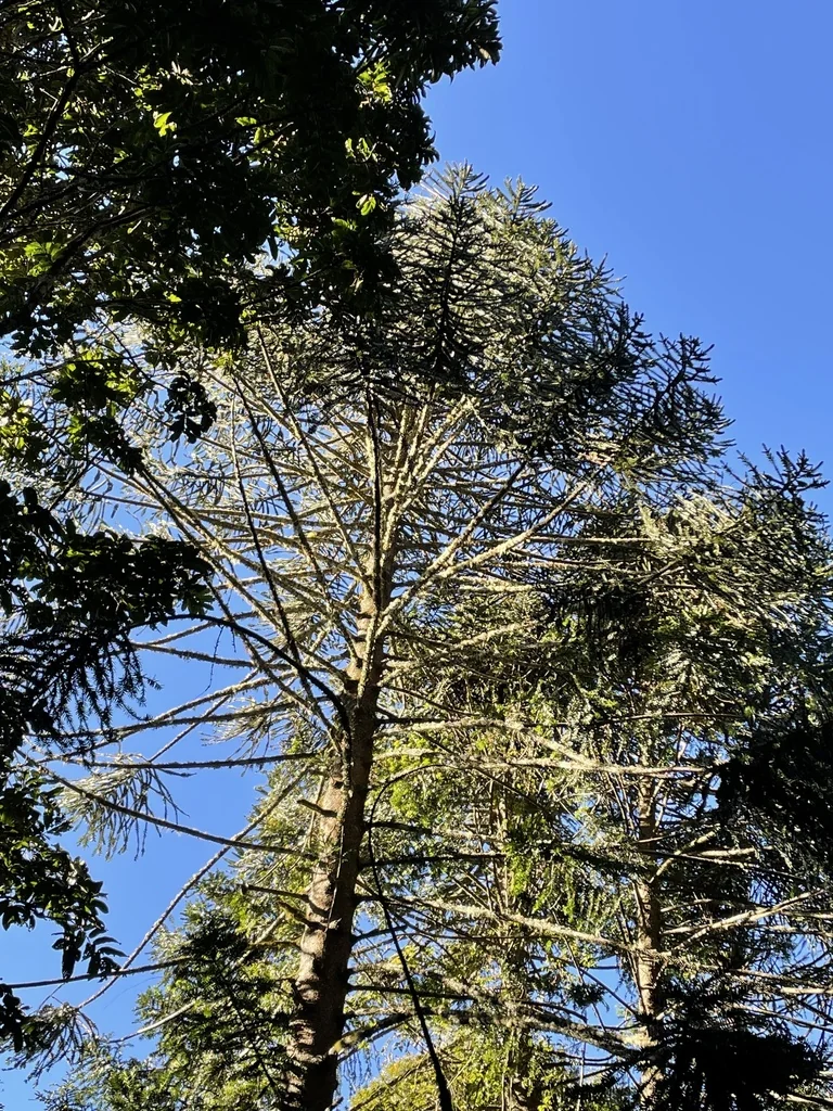 Araucaria Bidwillii