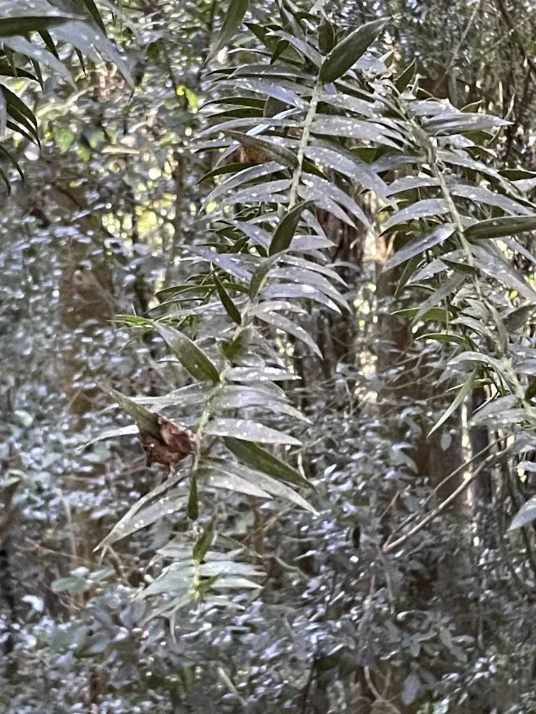 Araucaria Bidwillii