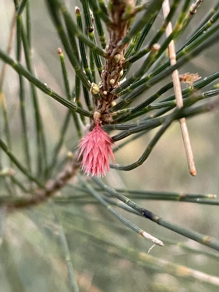 Casuarina Cunninghamiana