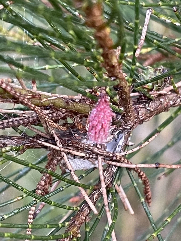 Casuarina Cunninghamiana